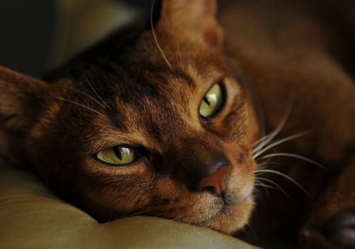 Abyssinian Cat Breed, Geniusvets.