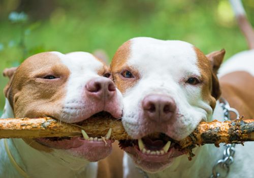 American Pit Bull Breed, Geniusvets 3.