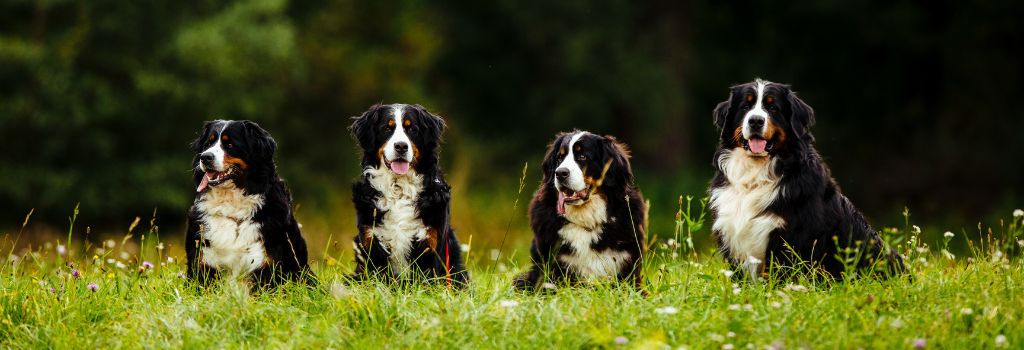 Bernese Mountain Dog, GeniusVets 1.