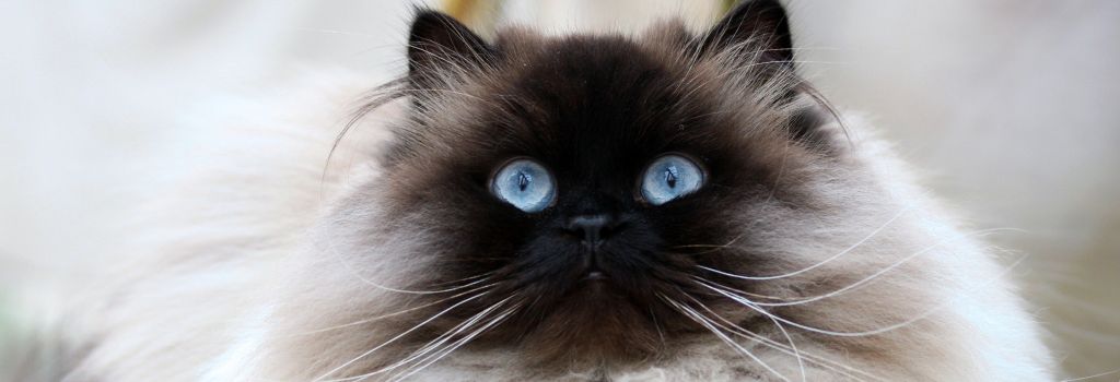 Himalayan Cat Breed, GeniusVets