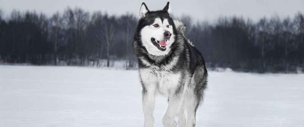Alaskan Malamute Breed, GeniusVets 1.