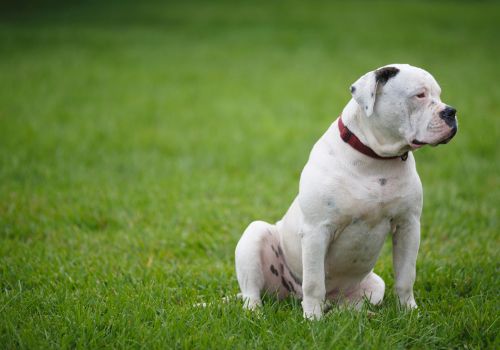 American Bulldog Breed, Geniusvets 3.