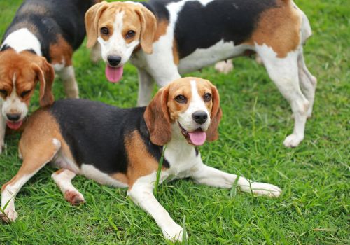 Beagle Breed, Geniusvets 4.