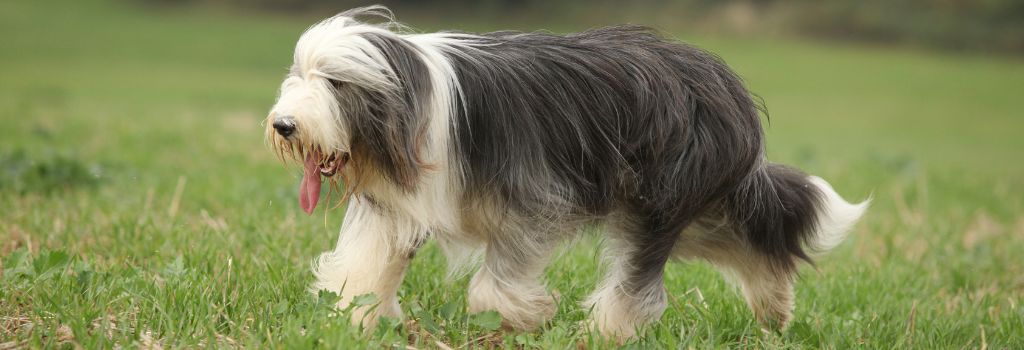 Bearded Collie Breed, GeniusVets 1.