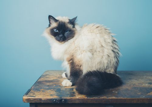 Birman Cat Breed, Geniusvets.