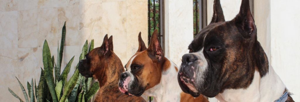 Boxer, GeniusVets 1.