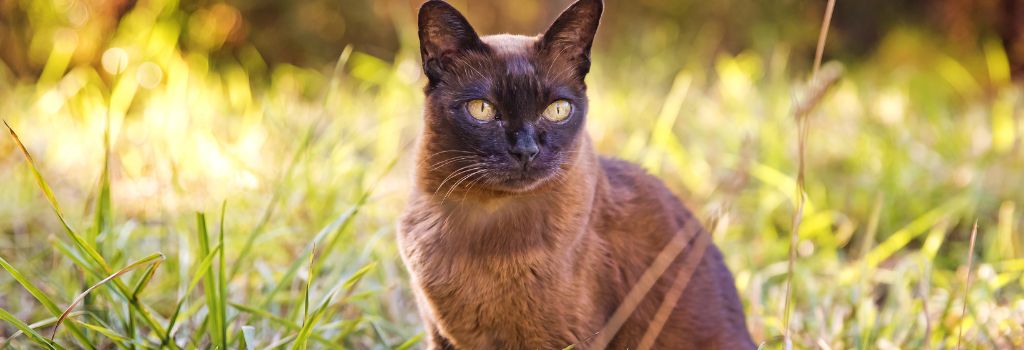 Burmese Cat Breed, GeniusVets