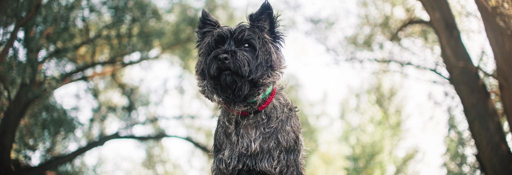 Cairn Terrier, Breed GeniusVets 1