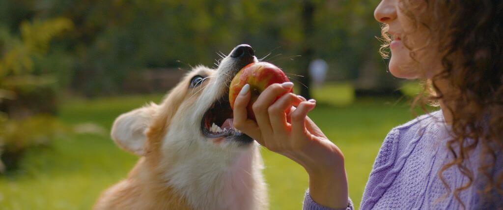 Pet owner feeding dog apple. Can dog's eat apples?