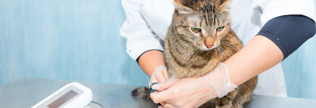 Cat at veterinarian having its blood pressure measured