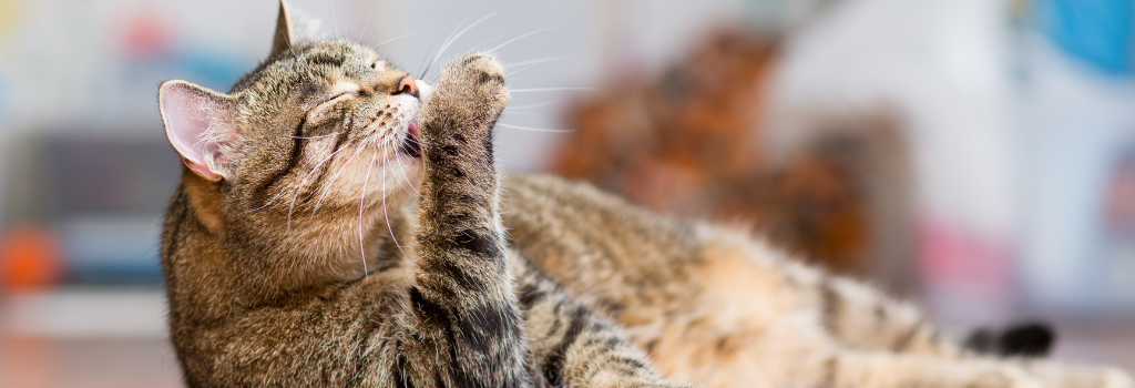 Cat licking and grooming itself