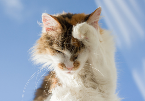 Cat itching its face