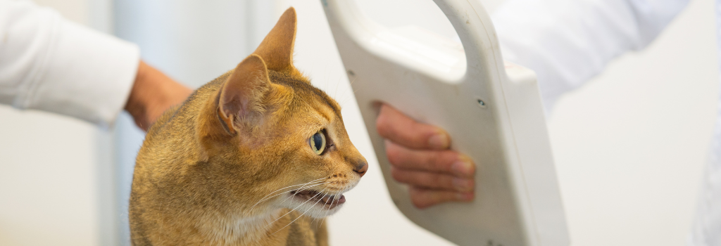 Vet scanning a cat's microchip
