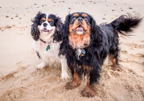 Cavalier King Charles Spaniel, Geniusvets 4.