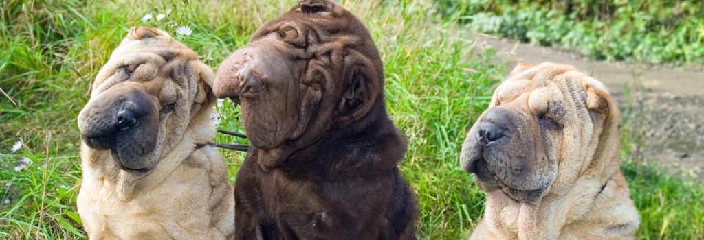 Chinese Shar-Pei, Breed GeniusVets 1
