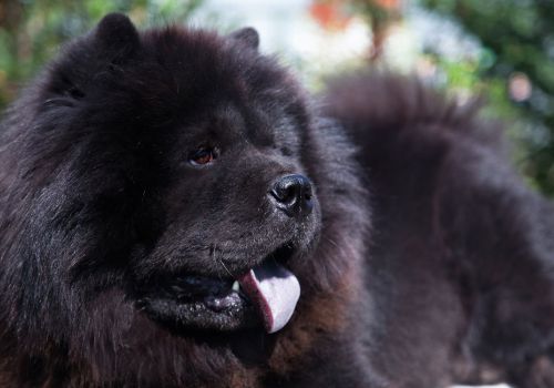 Chow Chow, Geniusvets 4.