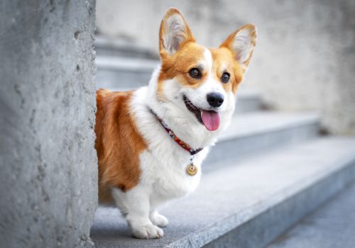 Corgi, Geniusvets 3.