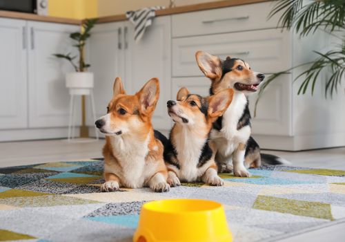 Corgi, Geniusvet 4.