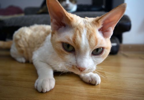 Devon Rex Cat Breed, Geniusvets.