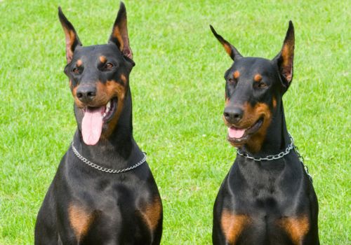 Doberman Pinscher, Geniusvets 4.