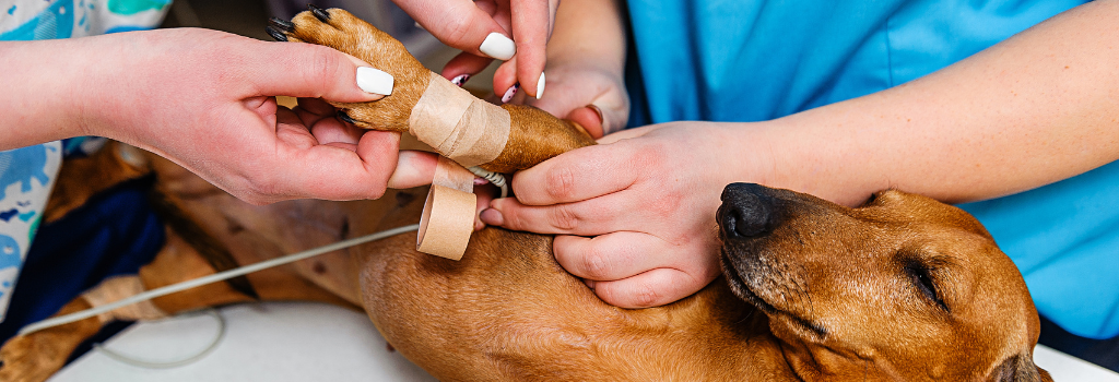 An electrocardiogram for a dog of a Dachshund breed