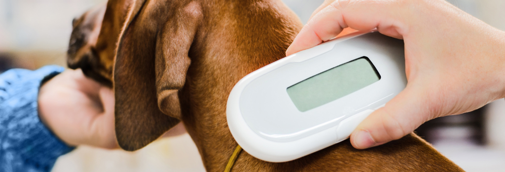 Microchip scanner held up against dog