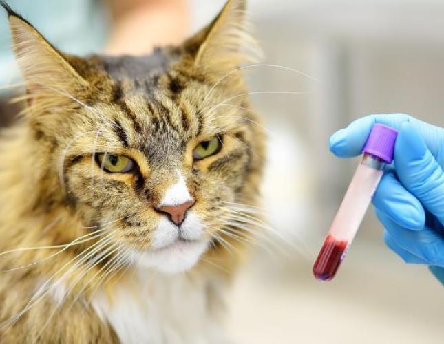 Feline Baselines & Blood Work: How Knowing Your Cat’s “Normal” Can Lead to Better Health Outcomes