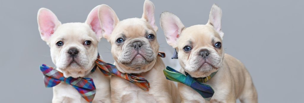 French Bulldogs, GeniusVets Breeds 1