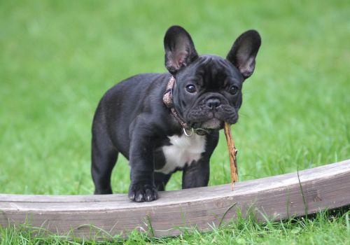 French Bulldogs, Geniusvets 4.