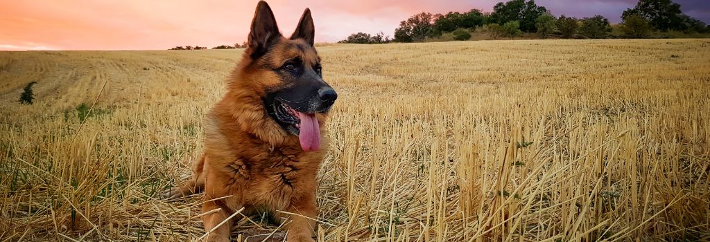 German Shepherd Dog, GeniusVets Breeds 1