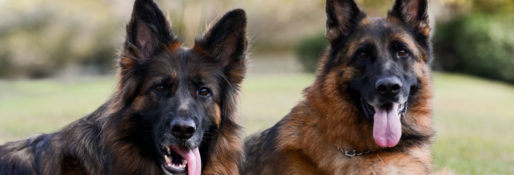 German Shepherd Dog, GeniusVets Breeds 2