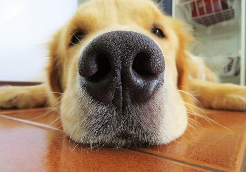 Golden Retriever, Geniusvets 3.