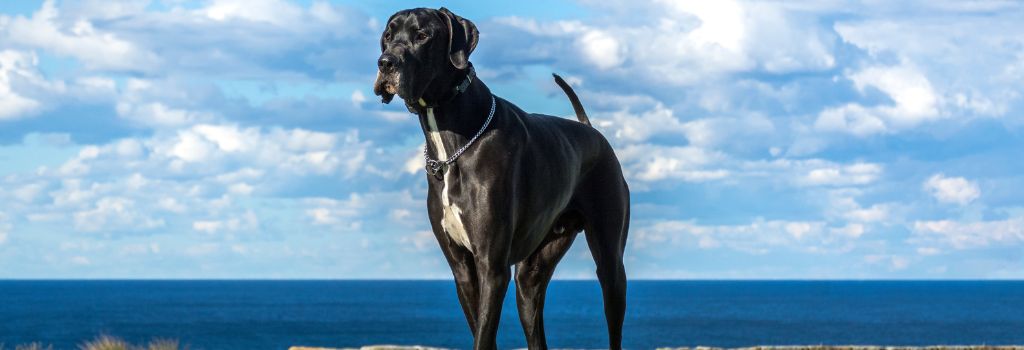 Great Danes, GeniusVets Breeds 1
