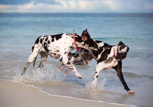 Great Dane, Geniusvets 4.