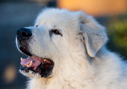 Great Pyrenees, Geniusvets 4.