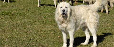 Great pyrenees breed 