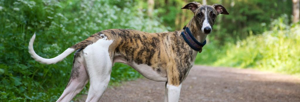 Greyhound, GeniusVets Breeds 1