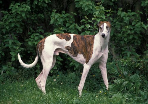 Greayhounds, Geniusvets 3.