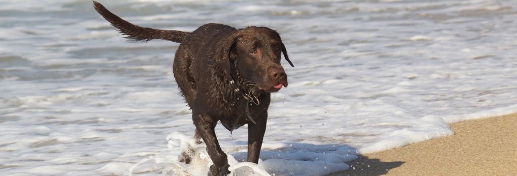 Labrador Retriever, GeniusVets Breeds 2