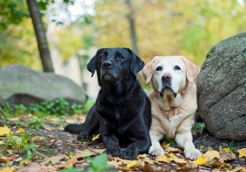 Labrador Retriever, Geniusvets 3.