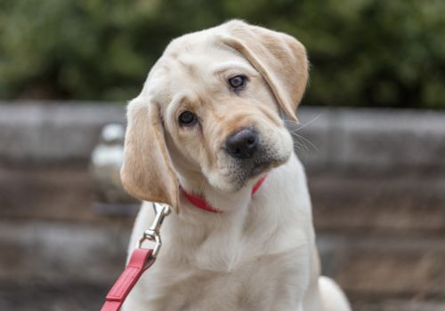 Labrador Retriever, Geniusvets 4.