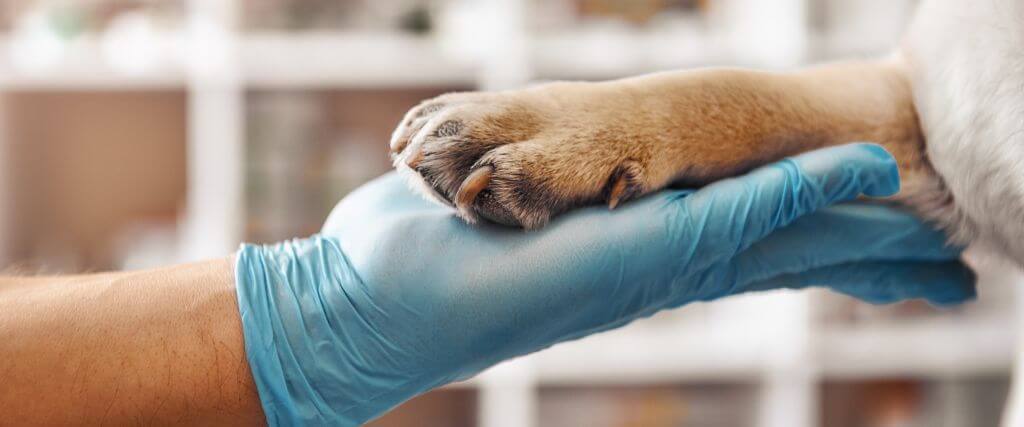 A veterinarian's gloved hand holding a dog's paw