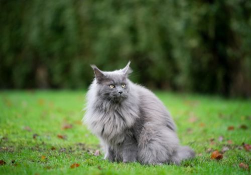 Maine Coon Cat Breed, Geniusvets.