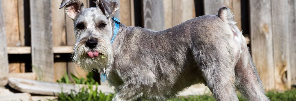 Miniature Schnauzer, GeniusVets Breeds 2