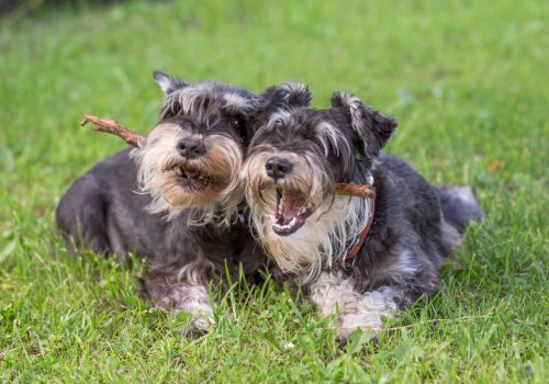 Miniature Schnauzer, Geniusvets 3.