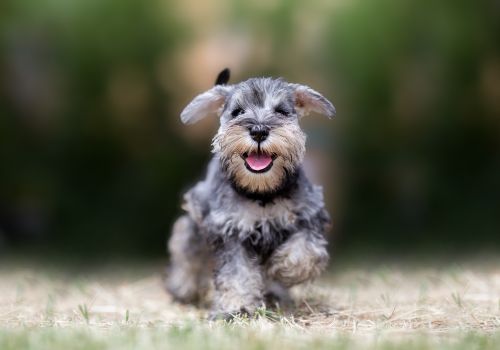 Miniature Schnauzer, Geniusvets 4.