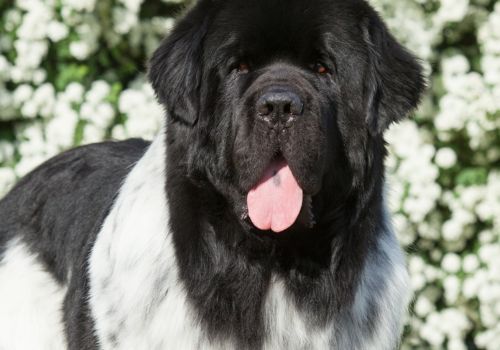 Newfoundland, Geniusvets 3.