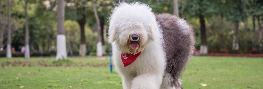 Old English Sheepdog, GeniusVets Breeds 2