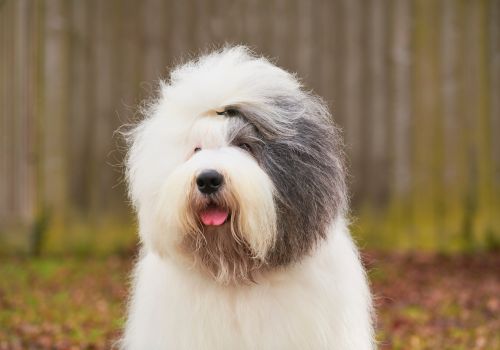 Old English Sheepdog, Geniusvets 3.