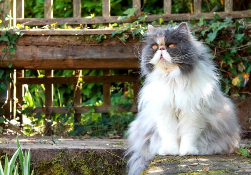 Persian Cat Breed, Geniusvets.